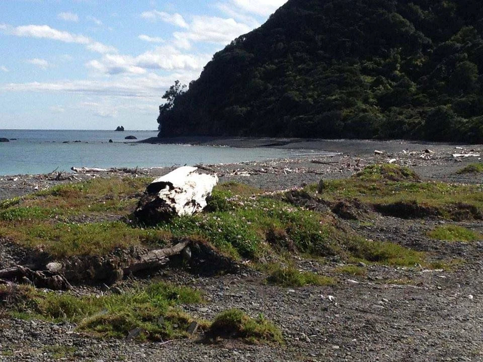 camping bay of plenty
